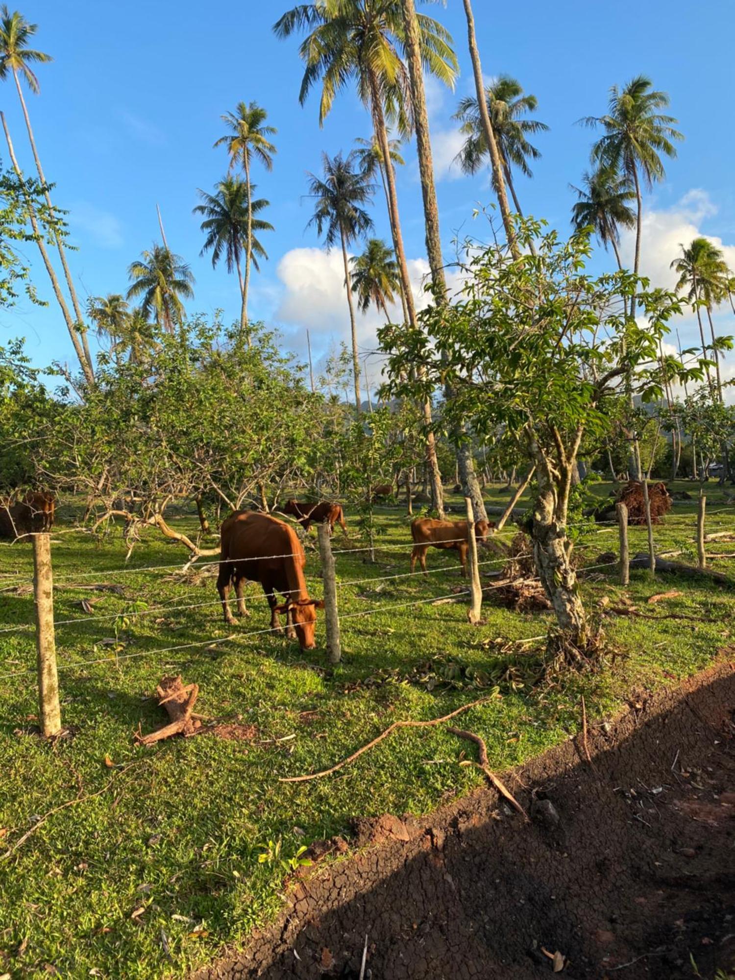 Huahine Serenity Cottage Maroe Exterior foto